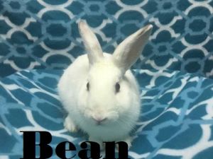 . Bean .