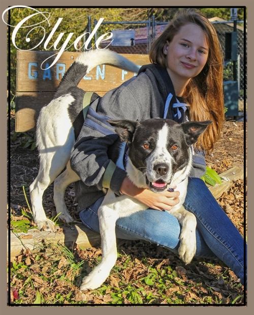 . Clyde .