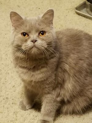 . Trevor (bonded with Taupe) .