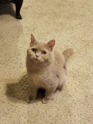 . Taupe (bonded with Trevor) .