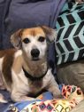 Mobley (Max) **FOSTER NEEDED**