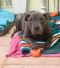 . Minnie ( aka. Hippo) .
