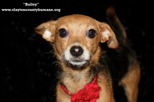 . Bailey .