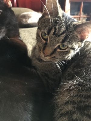 . Miss Kitty aka Missy .