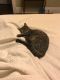 . Miss Kitty aka Missy .