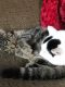 . Miss Kitty aka Missy .
