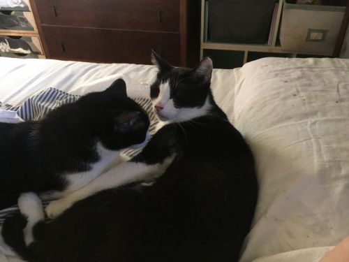 . Smudge and Bogey .