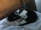 . Smudge and Bogey .