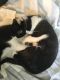 . Smudge and Bogey .