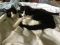 . Smudge and Bogey .