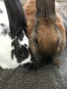 . Buddy and Zoe .