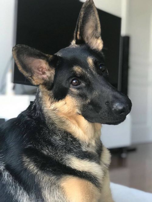 . Jude (pet free foster home also needed) .
