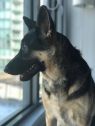 . Jude (pet free foster home also needed) .