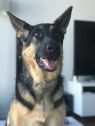 . Jude (pet free foster home also needed) .