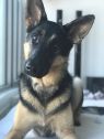 . Jude (pet free foster home also needed) .