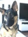 . Jude (pet free foster home also needed) .