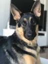 . Jude (pet free foster home also needed) .