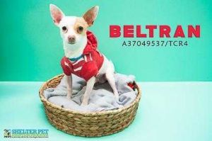 . BELTRAN .