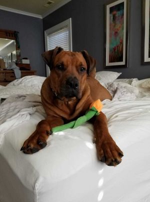 . Chilli - My adoption fee is sponsored! .