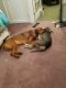 . Chilli - My adoption fee is sponsored! .