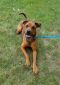 . Chilli - My adoption fee is sponsored! .