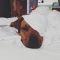 . Chilli - My adoption fee is sponsored! .