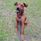 . Chilli - My adoption fee is sponsored! .