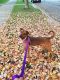 . Chilli - My adoption fee is sponsored! .