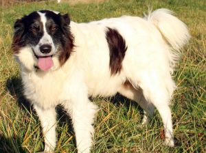 . Ruth of the Bible (will herd active dogs) .