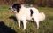 . Ruth of the Bible (will herd active dogs) .