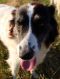 . Ruth of the Bible (will herd active dogs) .