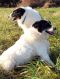 . Ruth of the Bible (will herd active dogs) .