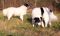 . Ruth of the Bible (will herd active dogs) .