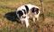 . Ruth of the Bible (will herd active dogs) .