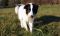 . BOAZ name from the Bible (a little shy, loves kids) .