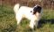 . BOAZ name from the Bible (a little shy, loves kids) .
