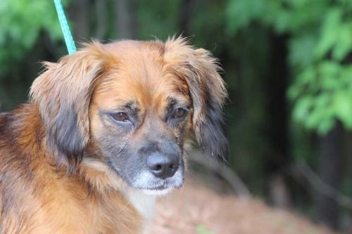 Tommy, Spaniel - 40405190