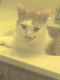 . Garfield (KL) .