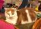 . Garfield (KL) .
