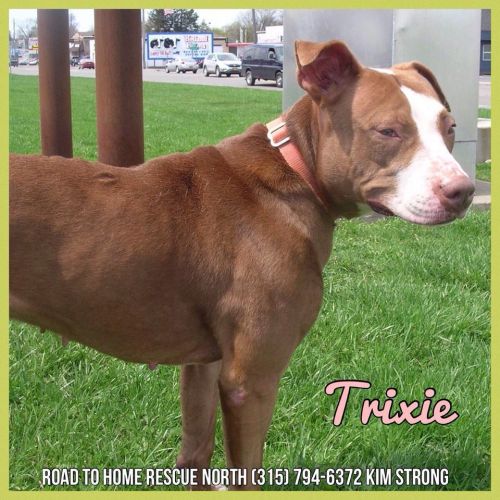 Photo of Trixie