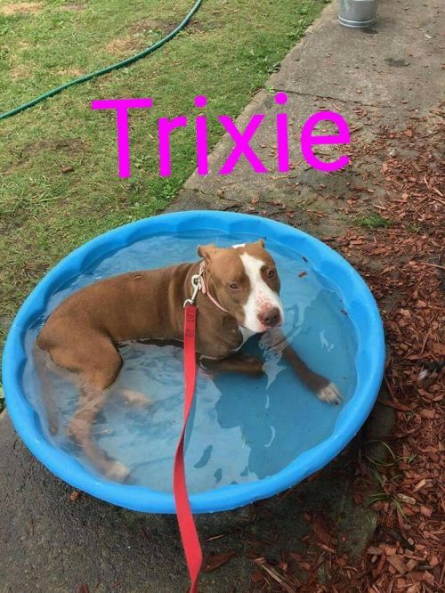 Photo of Trixie