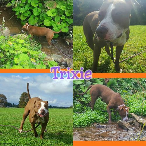 Photo of Trixie