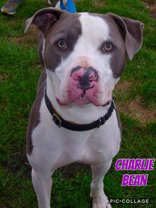 Photo of Charlie Bean