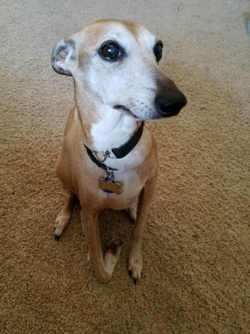 . Geno--He is FOSTERING IN SPEARFISH SD .