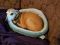 . Geno--He is FOSTERING IN SPEARFISH SD .