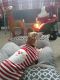 . Geno--He is FOSTERING IN SPEARFISH SD .