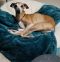 . Geno--He is FOSTERING IN SPEARFISH SD .