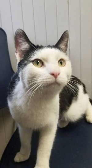 Photo of Oreo