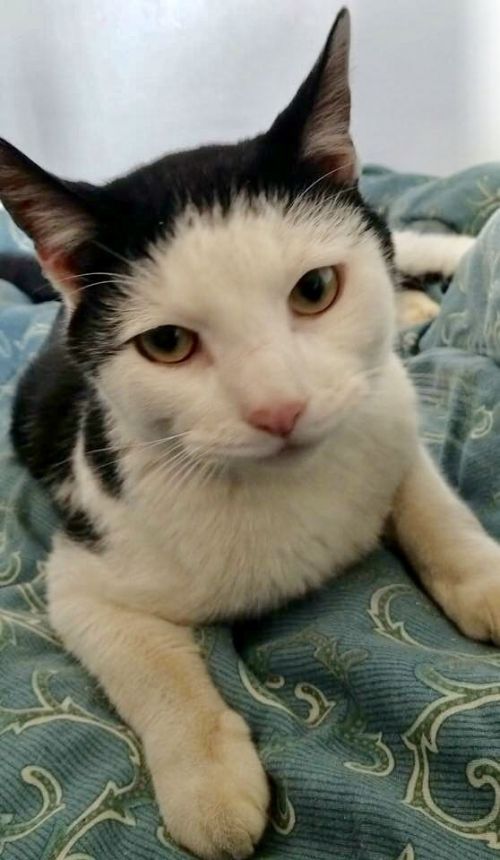 Photo of Oreo