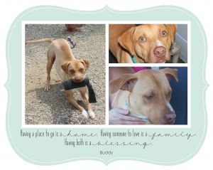 . Buddy .